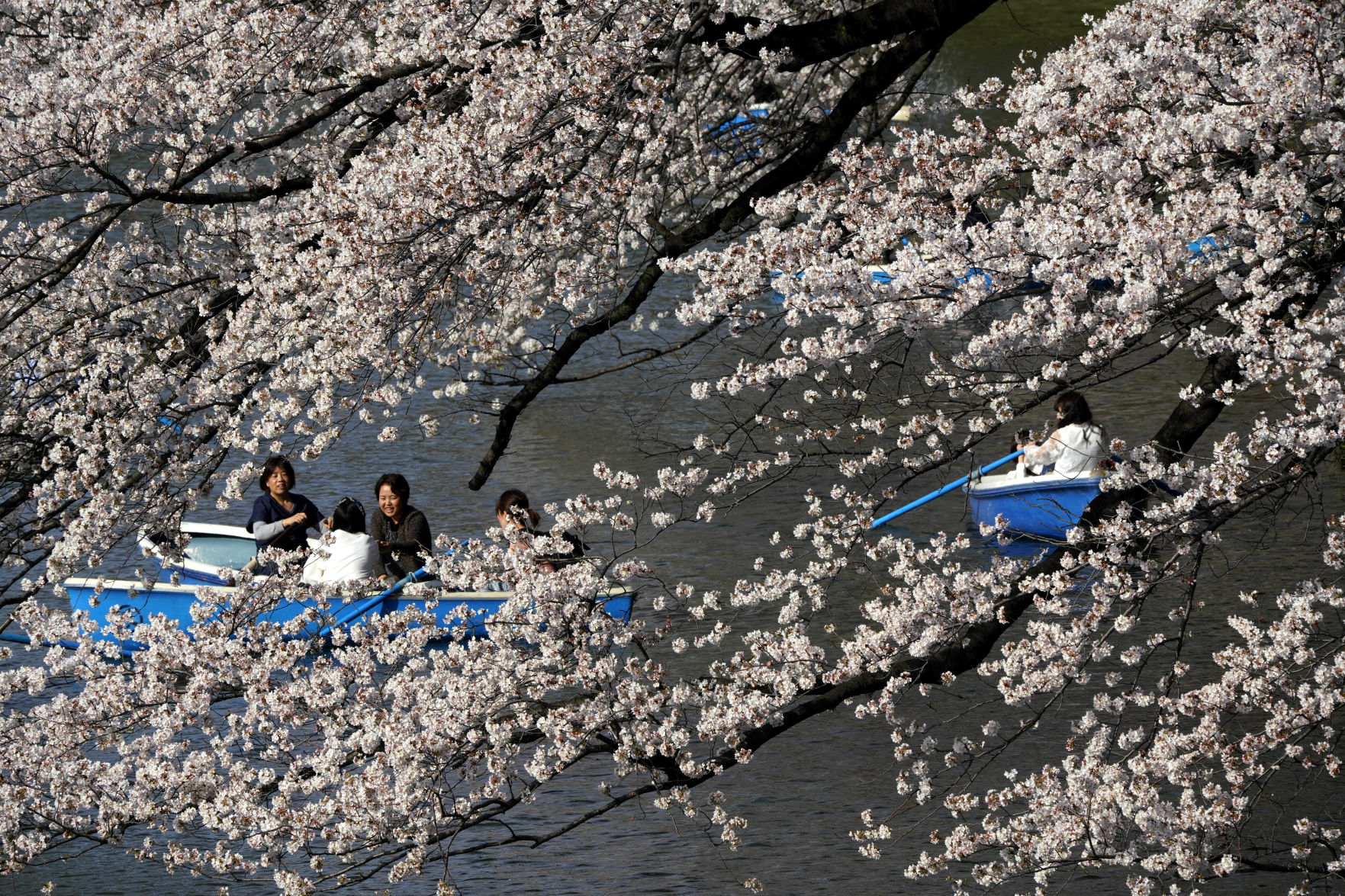Japan cherry blossoms